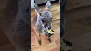 A family rescued an abandoned a baby kangaroo and raised it #kangaroo #babykangaroo #short