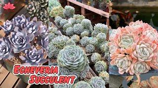 Amazing echeveria succulent varieties | Linh Lung Garden