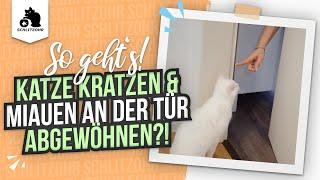 Katze kratz und miaut nachts an der Tür?  So kannst du es ihr abgewöhnen und wieder schlafen!