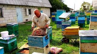 Как я меняю старых маток в основных семьях на молодых плодных маток и объединяю семьи в июле