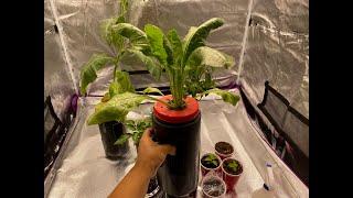 Easy Kratky Hydroponics for Beginners