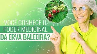 Erva baleeira: anti-inflamatória, antibiótica, cicatrizante