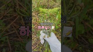  [Ep.2] 5월 제주 살이 일상, 고사리 꺾기