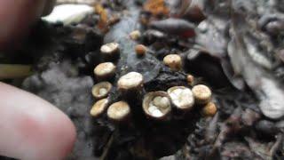 The fungus Crucibulum laeve, amazing tiny egg filled bird's nests