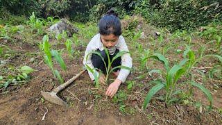 The life of an orphan girl - fertilizing corn, picking banana leaves to feed the fish