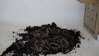 Canadian Nightcrawlers Premium Live Bait Fishing Worms