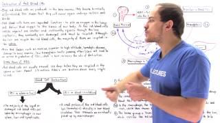 Recycling of Red Blood Cells