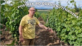 Postrek po odkvitnutí hrozna