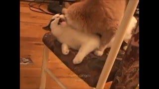 cat gets rekt lol