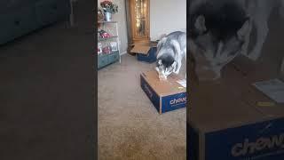 Enzo the Husky Opens His Chewy Delivery