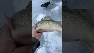 BIG WALLEYES THROUGH THE ICE!! #icefishing #walleye #overs