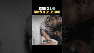 고양이가 나를 좋아하게 만드는 법 #고양이정보 #고양이 #고양이랑친해지기