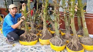 A Sự  0348609043 thanh lý mai dáng quái chuẩn bonsai giá rẻ 22/6 Chợ Gạo (@Maivàng Quê dừa)