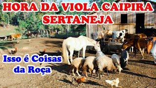 Hora da VIOLA SERTANEJA # Modas Caipira Pra matar a Saudade - Modão Raiz