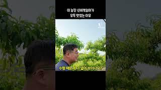 이 농장 신비복숭아가 유독 맛있는 이유