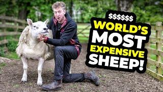 Shearing a $490,000 SHEEP!