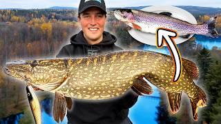 EXPLORING UNIQUE RIVER WITH GIANT 16 KG PIKE