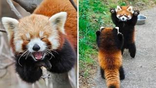 Red Panda  The Cutest Self-Defense Tactic!