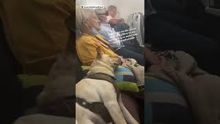 Stranger gives service dog her pillow on airplane to make him more comfortable ️️