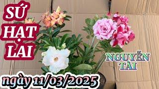 SỨ HẠT LAI ngày 11/03/2025 ADENIUM NGUYỄN TÀI 0907 5787 07 @UCTHUBonsaiCanTho