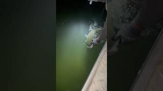 15LB SACRAMENTO RIVER STRIPER RELEASE. NIGHT FISHING 5/23/2025