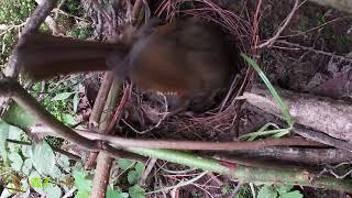 The cuckoo parasitize but the guardrail tires it out.杜鹃鸟寄生大仙鹟，因为有护栏保护，杜鹃鸟累坏了