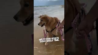 This dog in wheelchair loves to swim at the beach ️ @oliviagoldenespecial