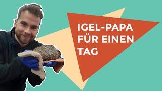 Igel-Papa für einen Tag