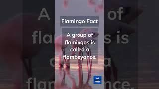 Unbelievable Facts About Flamingos You Never Knew