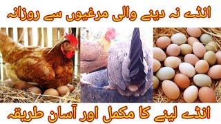 Hen not Laying Eggs ? Easiest way How to Increase Hens Eggs Production in Winter 2022 - 2023