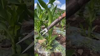 Amazing Farming Machine in Action  | JUST KD Agriculture | Part 93