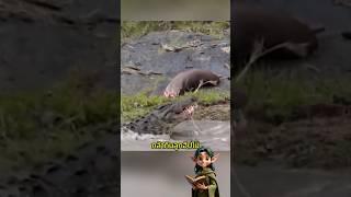 จระเข้โดนฮิปโปรุมแก้แค้น! #เรื่องเล่า #เรื่องแปลก #ธรรมชาติ #สัตว์โลก #animals