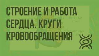 Строение и работа сердца. Круги кровообращения. Видеоурок по биологии 8 класс