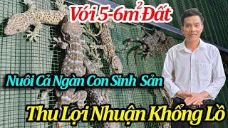 Chỉ Với 5-6m2 Đất " Nuôi Gì Hiệu quả"/ Chăn Nuôi Làm Giàu