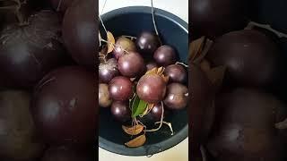 Purple Star Apple Fruit Plant #shortvideo #trending  #viral #youtubeshorts @arlenelangga3511