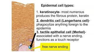 Cells of the Epidermis