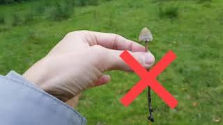 Finding Liberty Caps and comparing to the common Lookalikes