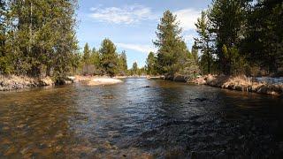 Every fish was OVER 20 INCHES in this stream pt. 2!