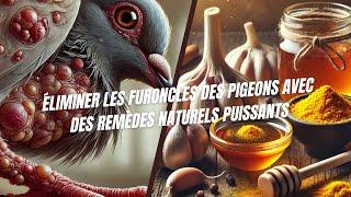 Eliminate Pigeon Boils with Powerful Natural Remedies