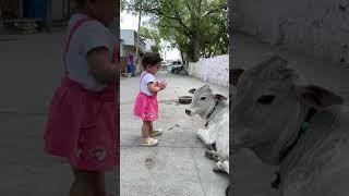 A little girl touching cow's forehead | Heart touching video | Indian kids with cow