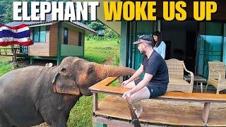 Waking Up To Elephants in Thai Mountains Chiang Mai 