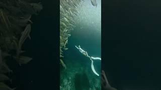 Swimming with MILLIONS of SARDINES #shorts #trending #freediving