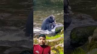 Black bear comes out to fish for salmon in Alaska