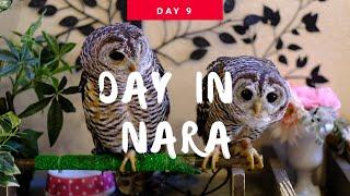 Nara Deer Adventure, Pet Cafes, Mochi, & Kobe Beef: A Day Full of Surprises! 