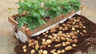 The secret to growing potatoes at home to harvest early and give many tubers