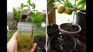 Easiest method to grow citrus tree from cutting | lemon tree from cutting |