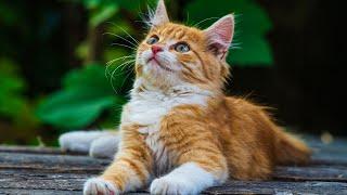 Music for Nervous Cats – Soothing Sleep Music for Deep Relaxation & Comfort