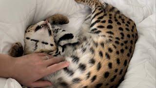 Petting Serval Pet