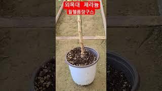 #은혜화훼판매장 #외목대제라늄 윌헬름랑구스