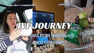 IVF JOURNEY pt16| follicle scans, uterine lining, modified natural ovulatory transfer cycle overview